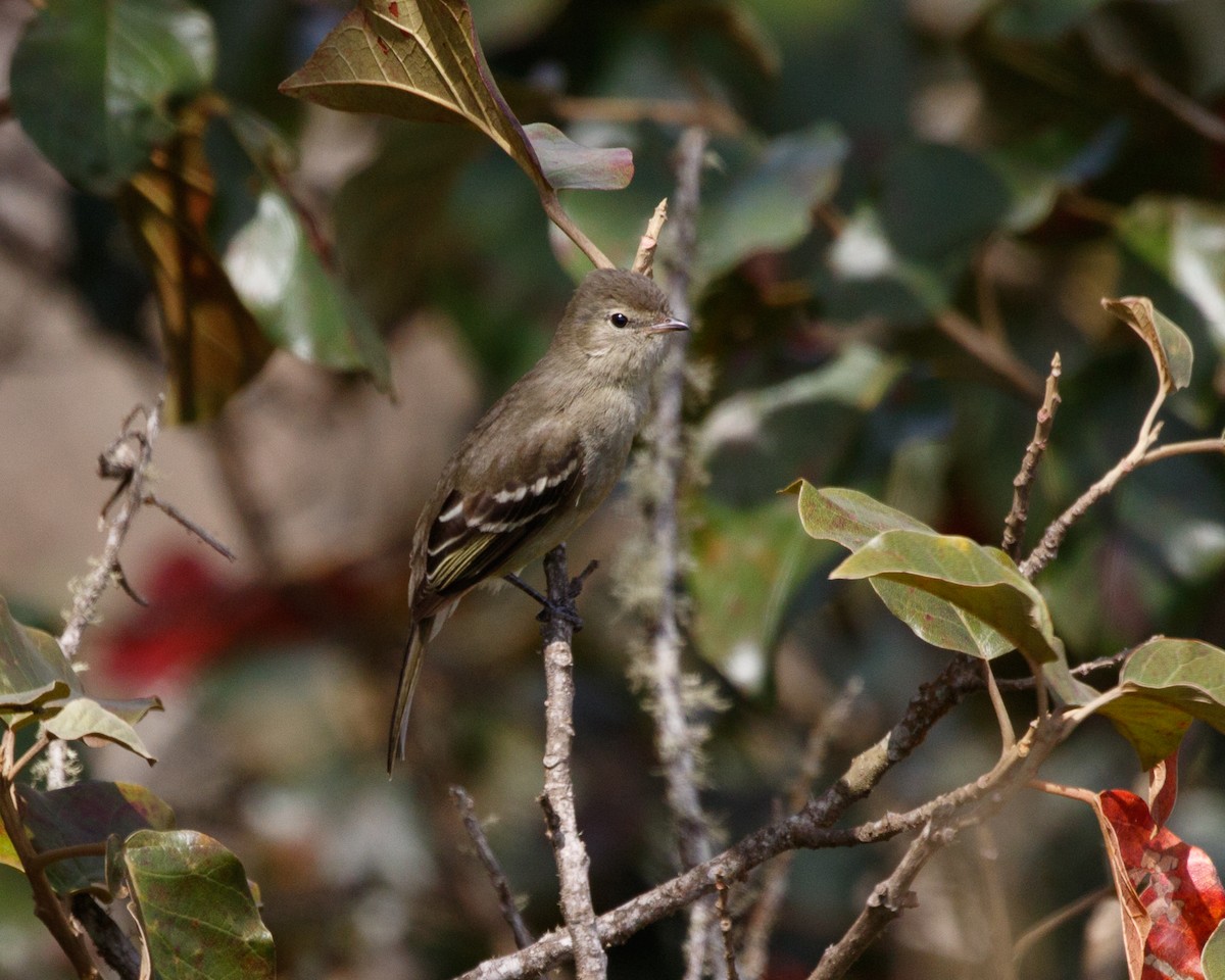 sørglattyrannulett (obsoletum gr.) - ML477078681