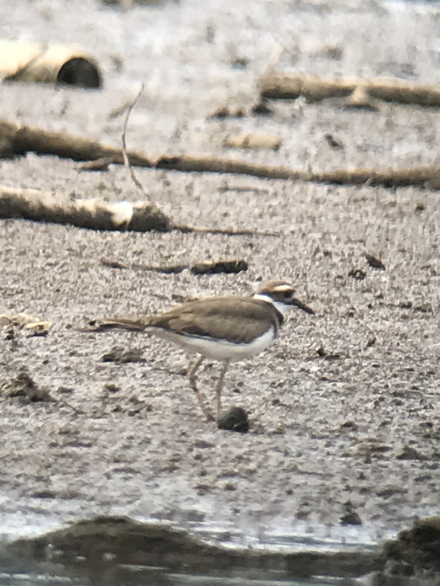 Killdeer - ML477078871