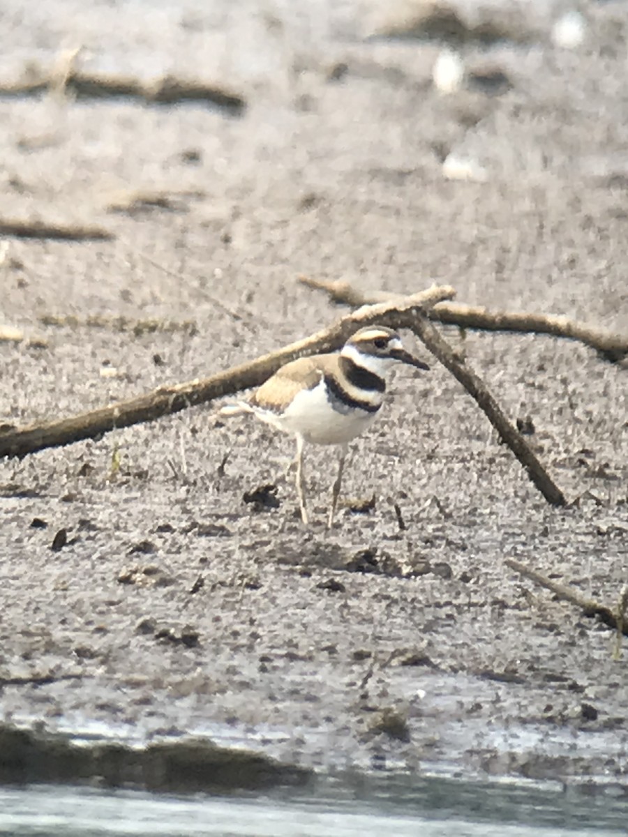 Killdeer - ML477078881