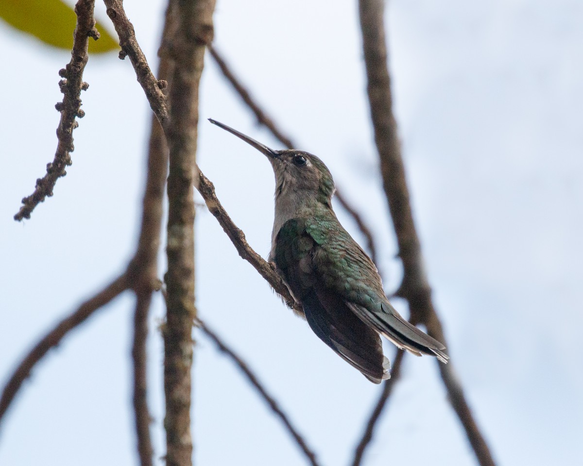 Colibrí de Diamantina - ML477079341