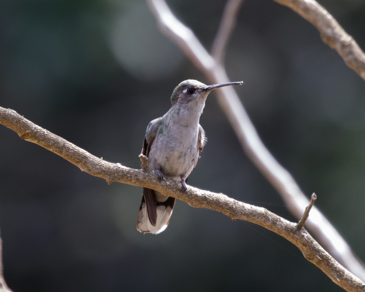 Colibrí de Diamantina - ML477079351