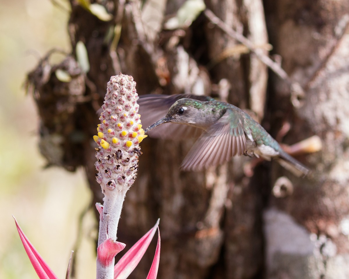 Colibrí de Diamantina - ML477079361