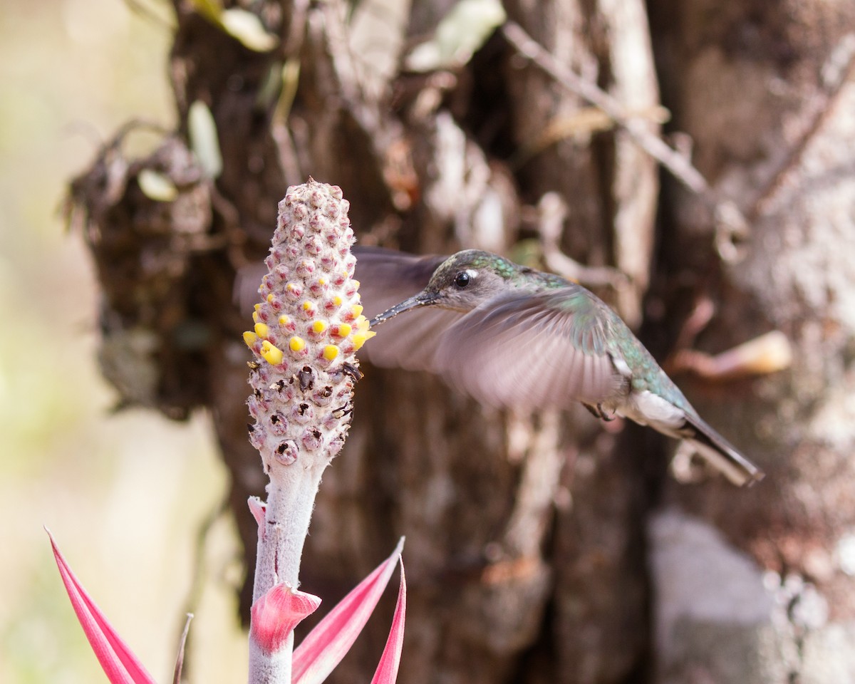 Colibrí de Diamantina - ML477079371