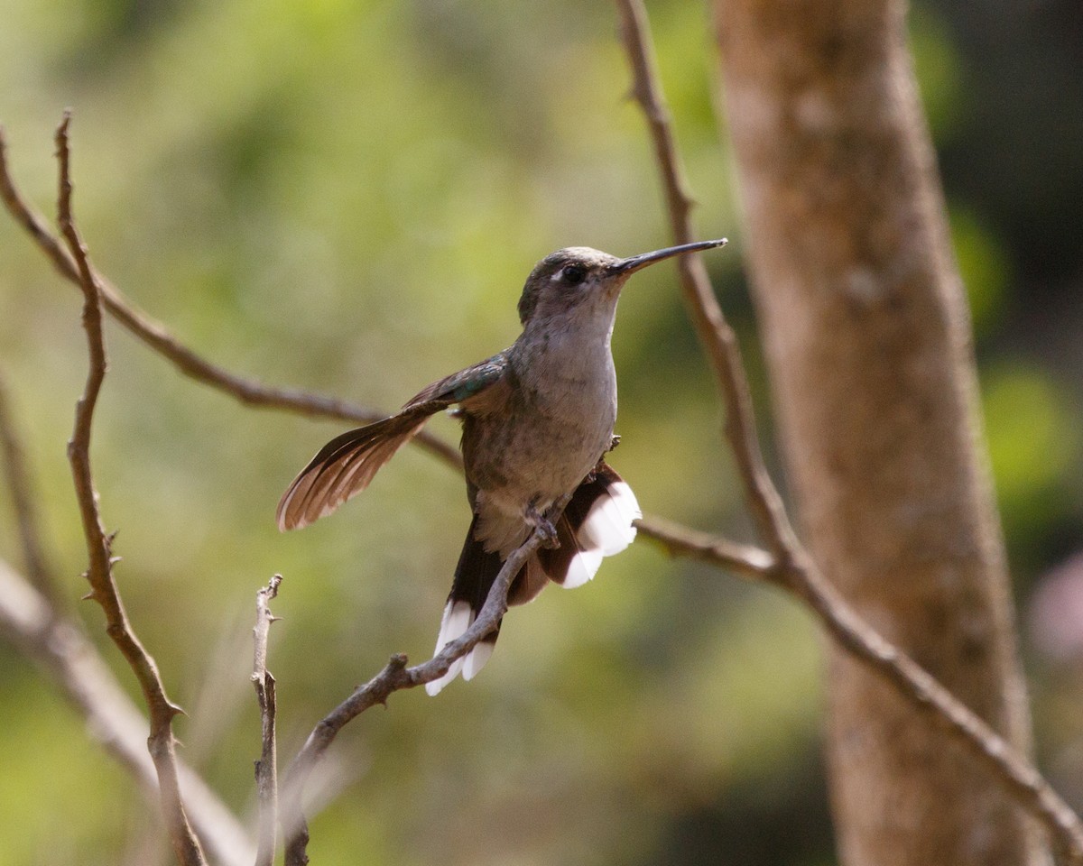 Colibrí de Diamantina - ML477079391