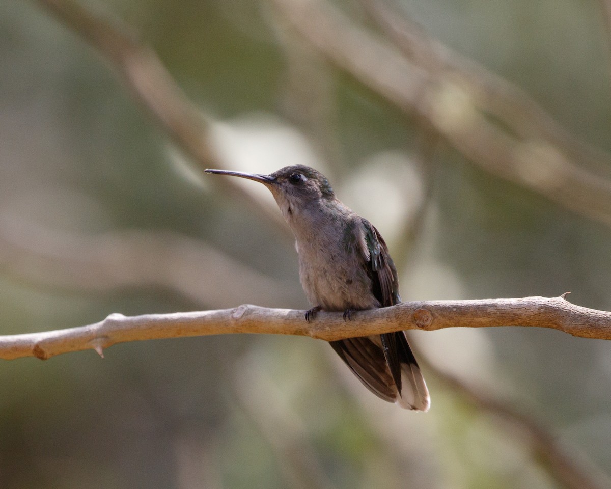 Diamantina Sabrewing - Silvia Faustino Linhares