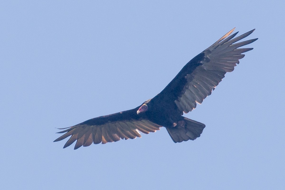 Turkey Vulture - ML477079861