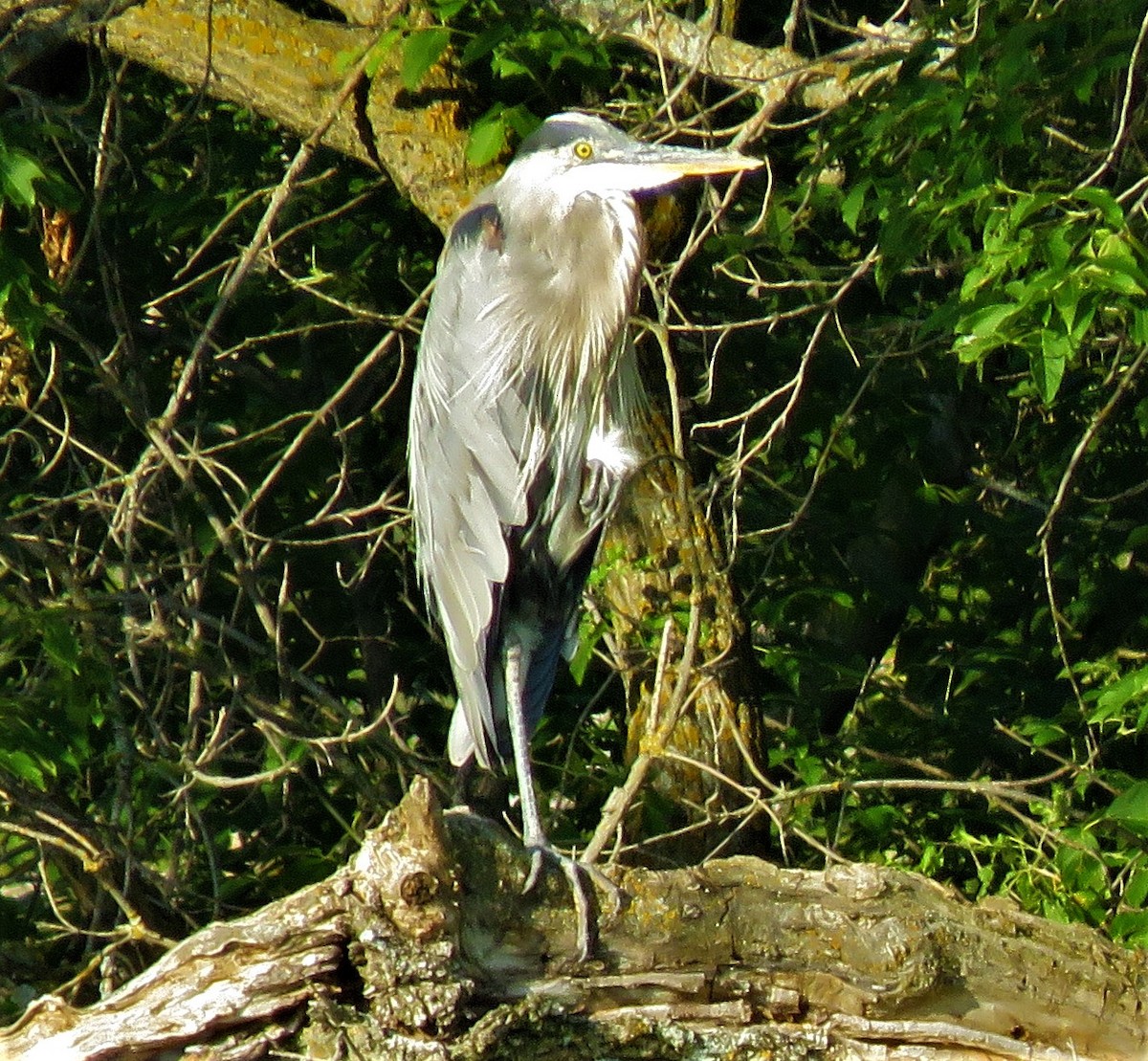 Great Blue Heron - ML477080061