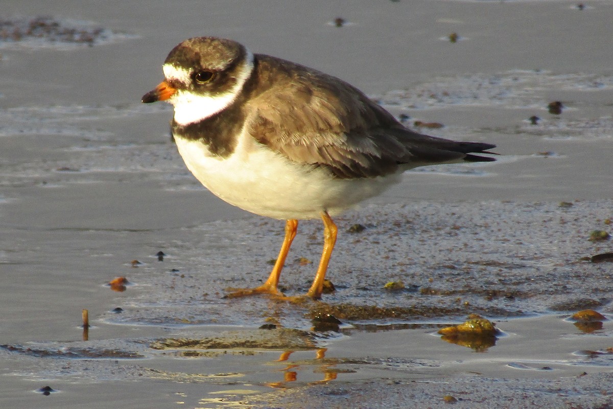 Semipalmated Plover - ML477080101