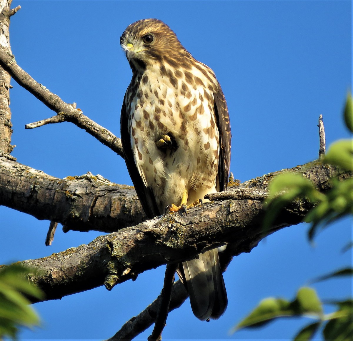 Broad-winged Hawk - ML477080331
