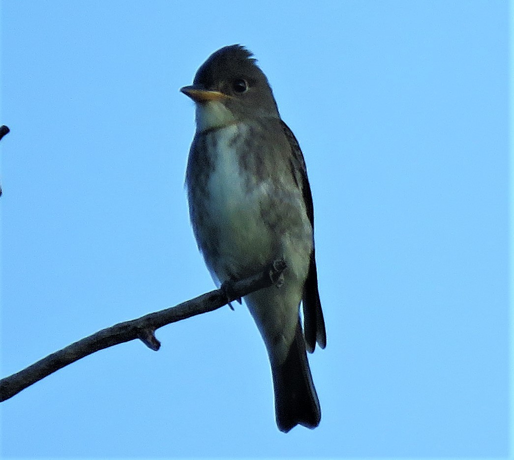 Olive-sided Flycatcher - ML477080541