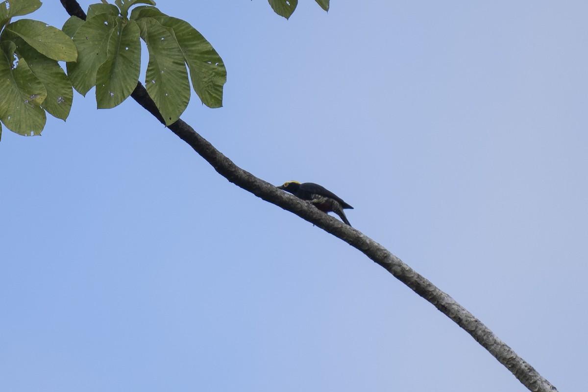 Yellow-tufted Woodpecker - ML477083121