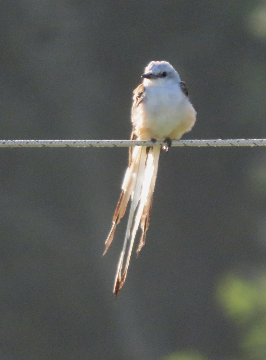 Scissor-tailed Flycatcher - ML477083381