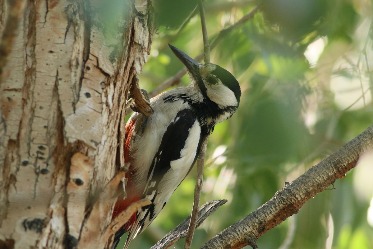 White-winged Woodpecker - ML477083421