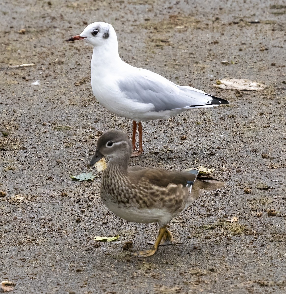 Mandarin Duck - ML477083611