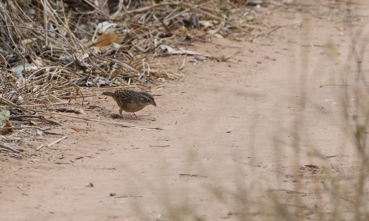 Grassland Sparrow - ML477085051