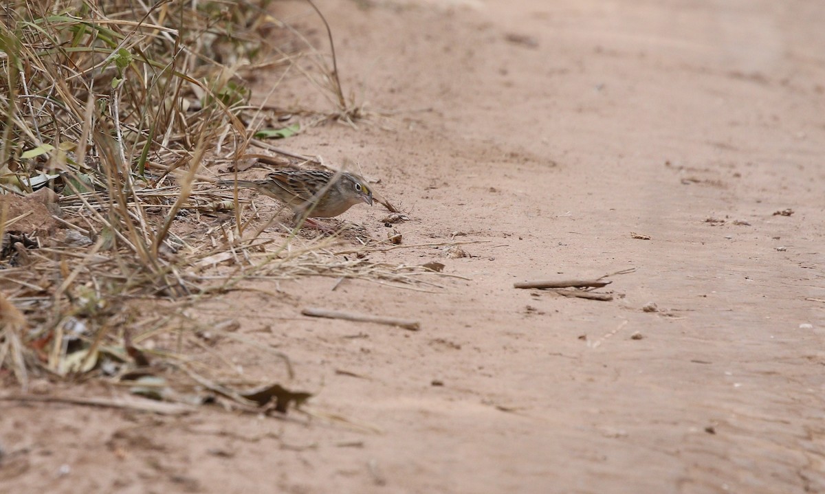 Grassland Sparrow - ML477085071