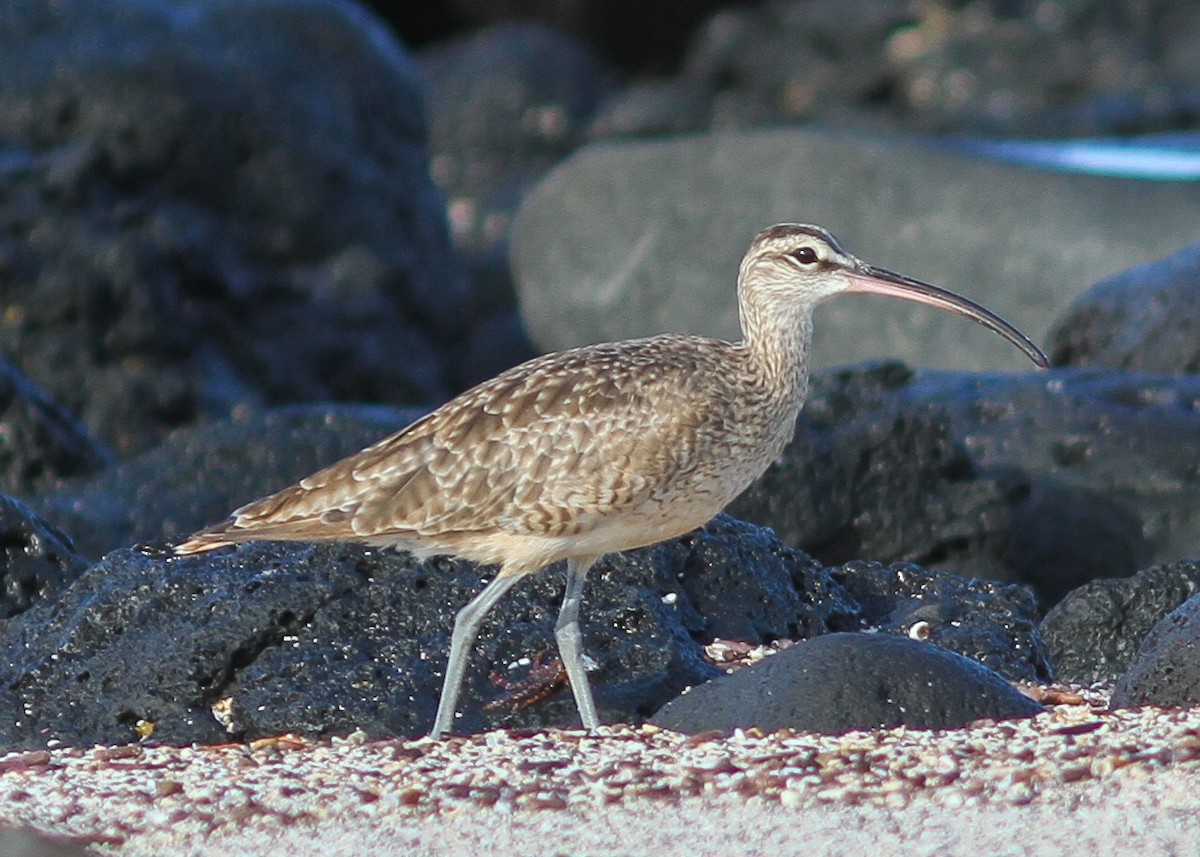 Regenbrachvogel - ML477085191