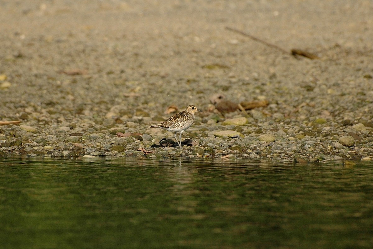 Pacific Golden-Plover - ML47708641