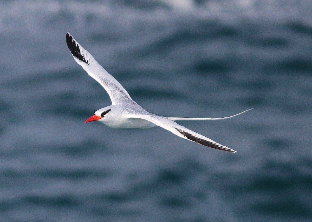 Red-billed Tropicbird - ML477086861