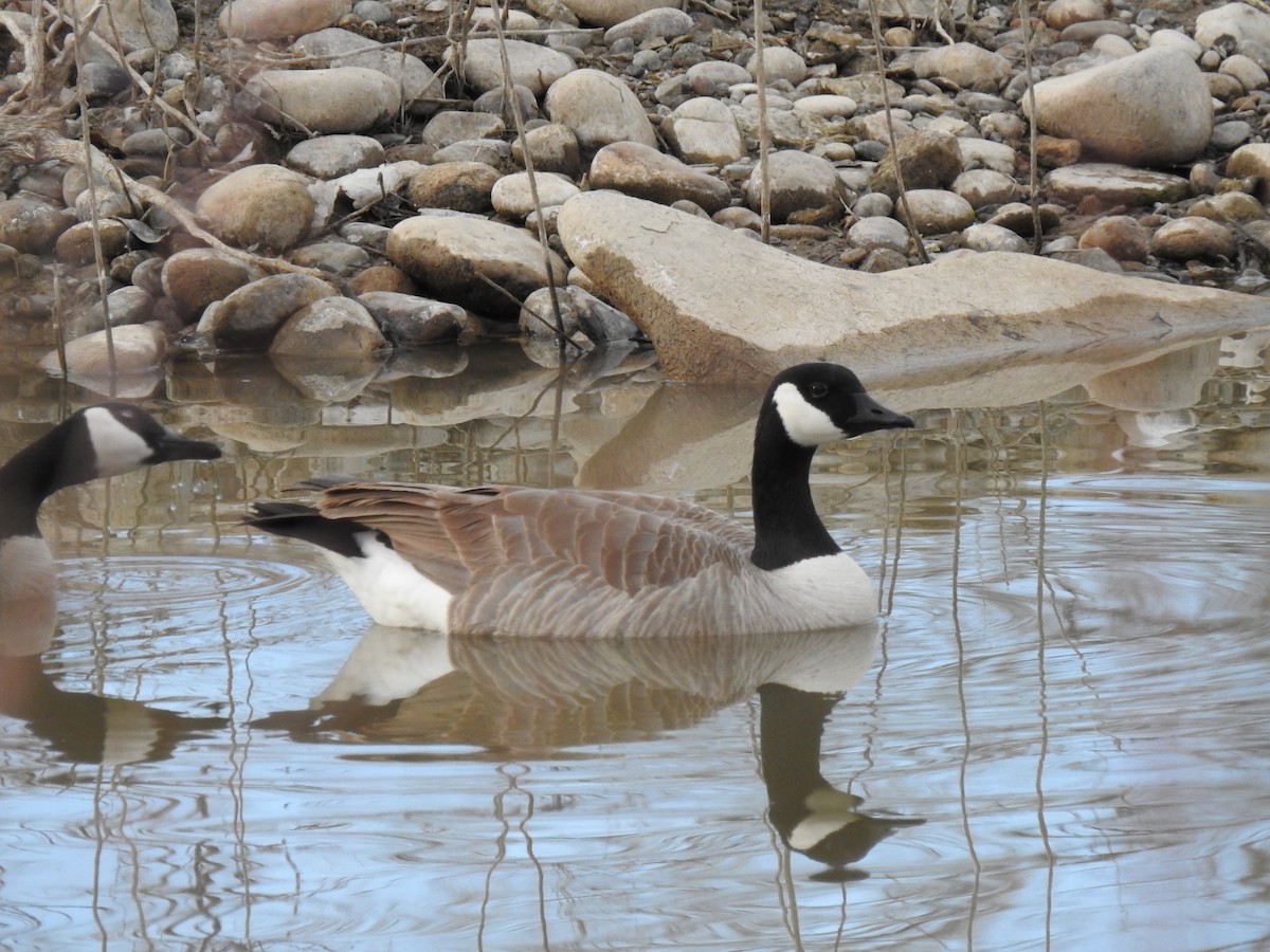 Cackling/Canada Goose - Glenn Pearson