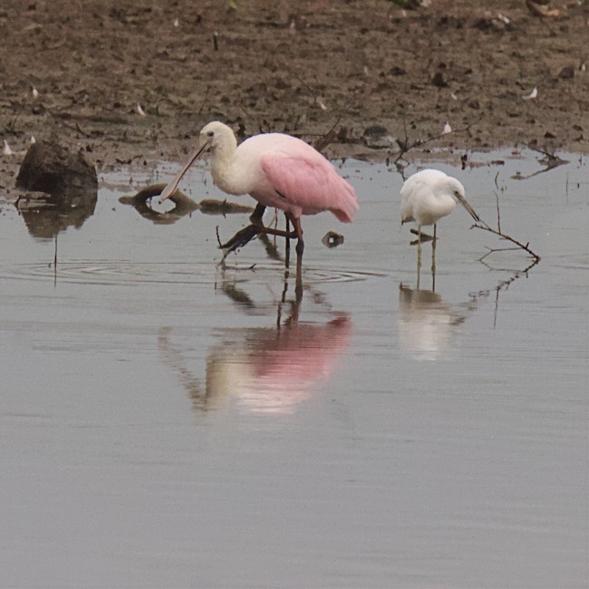 Roseate Spoonbill - ML477087721