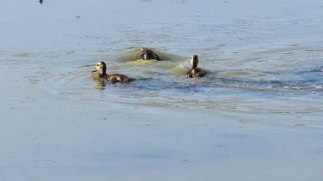 White-cheeked Pintail - ML477088011