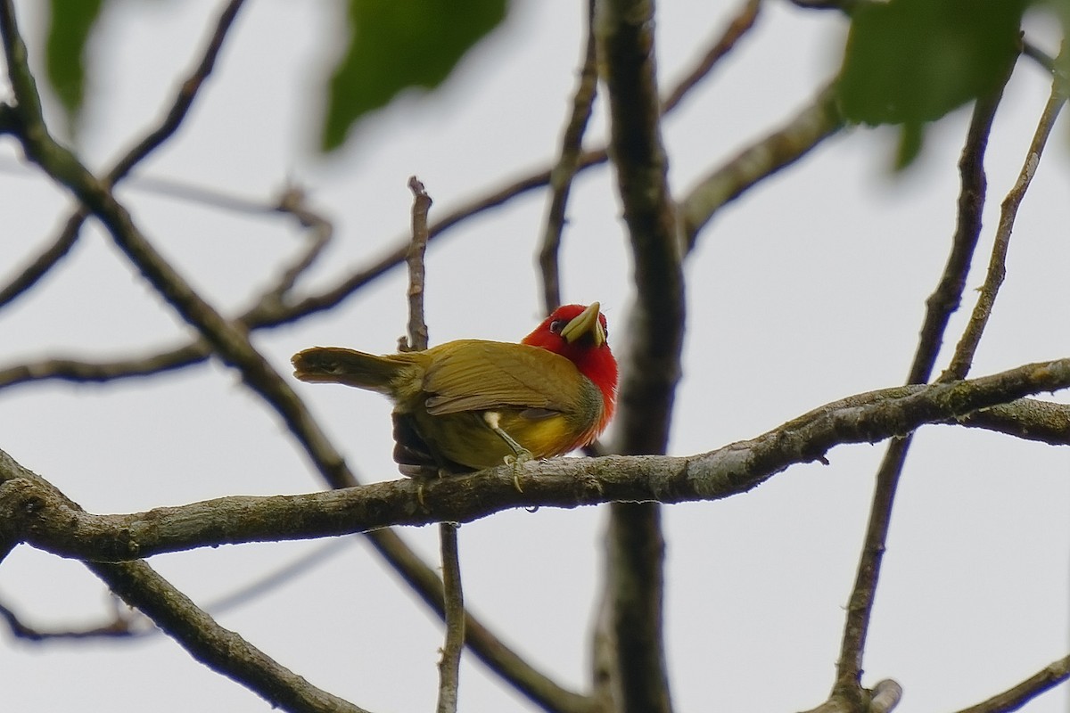 Scarlet-hooded Barbet - ML477088391