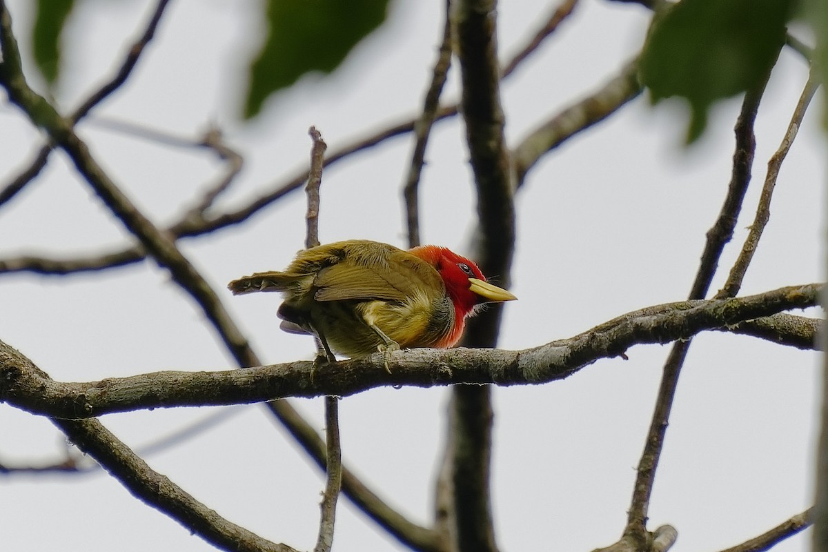 Scarlet-hooded Barbet - ML477088401