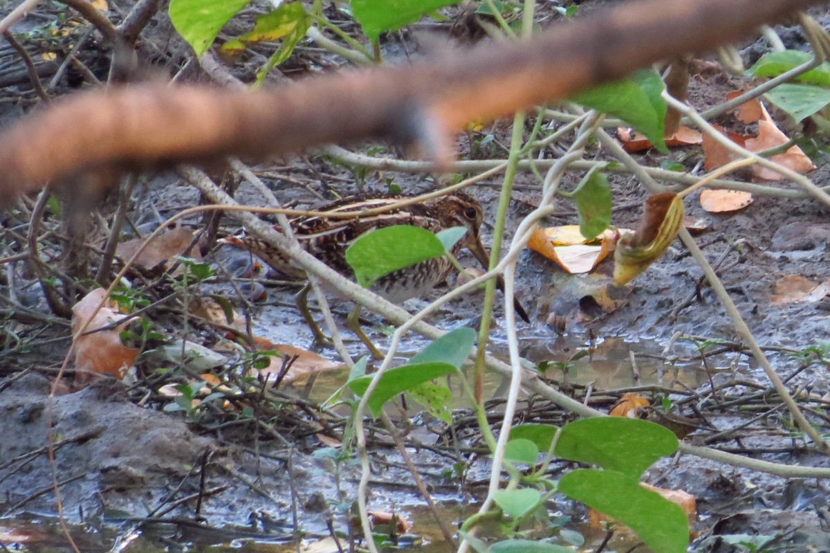 Wilson's Snipe - ML47708951