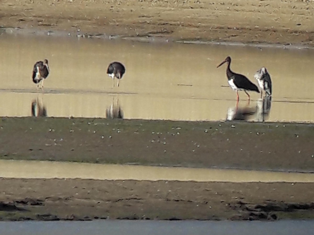 Black Stork - ML477090571