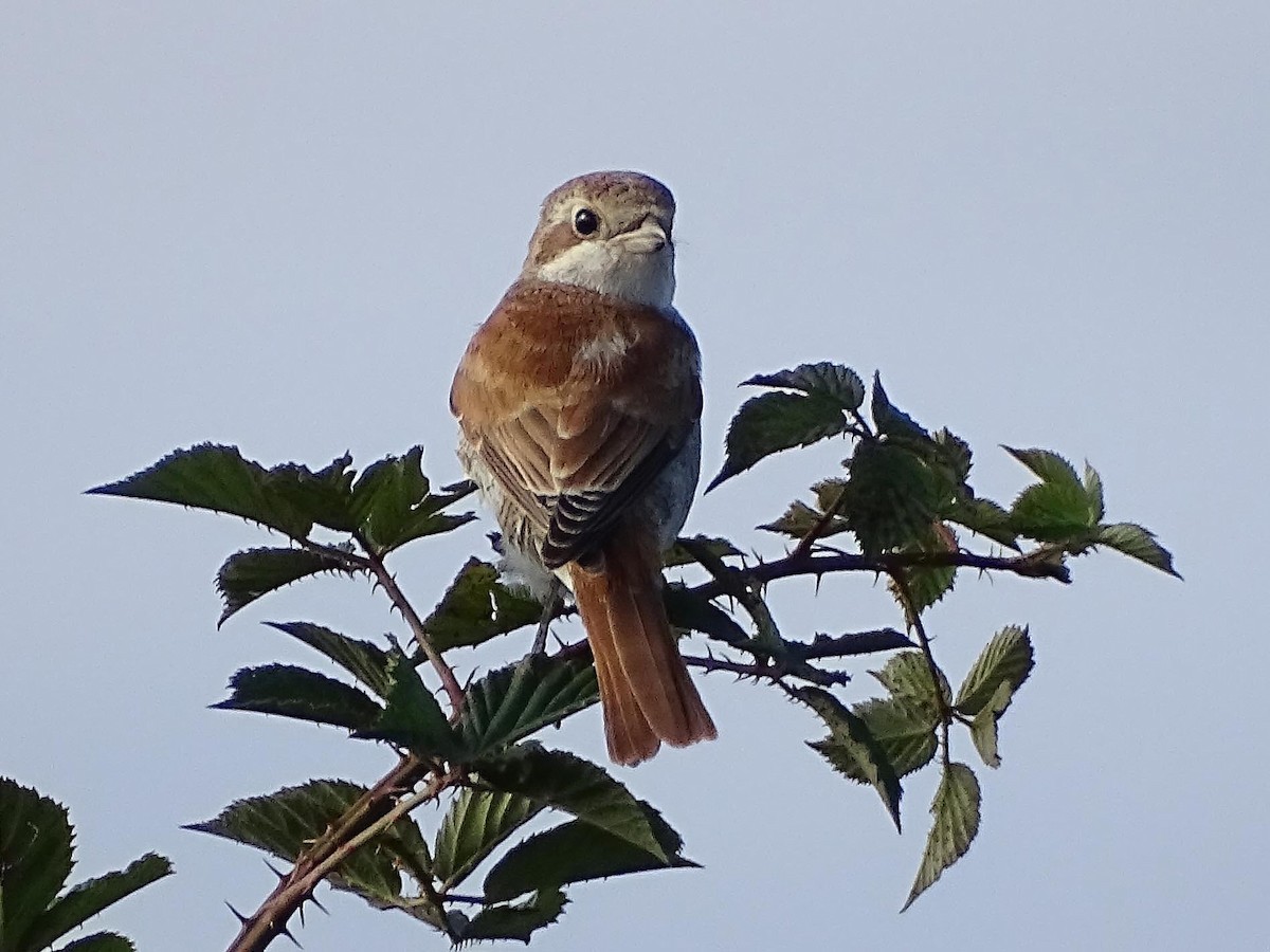 Red-backed Shrike - ML477091011