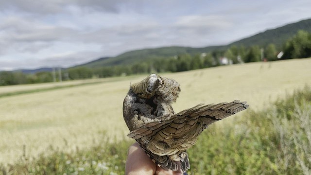 Eurasian Wryneck - eBird