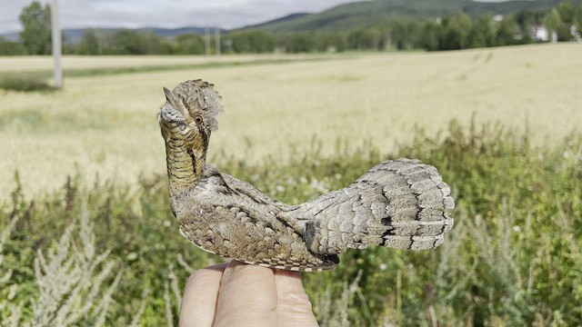 Eurasian Wryneck - eBird
