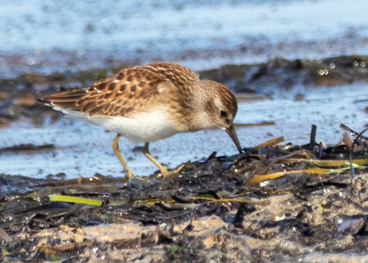 Least Sandpiper - Luc Tremblay