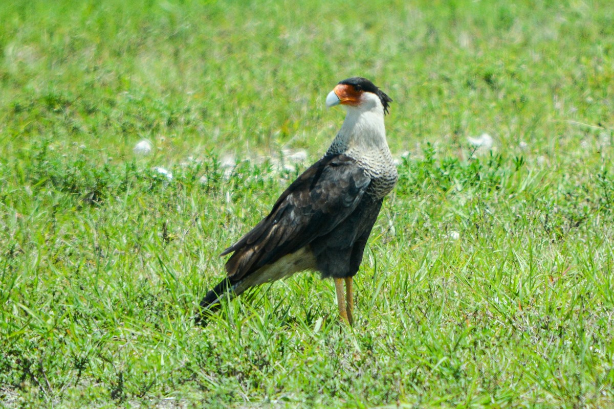 Caracara huppé - ML477096571