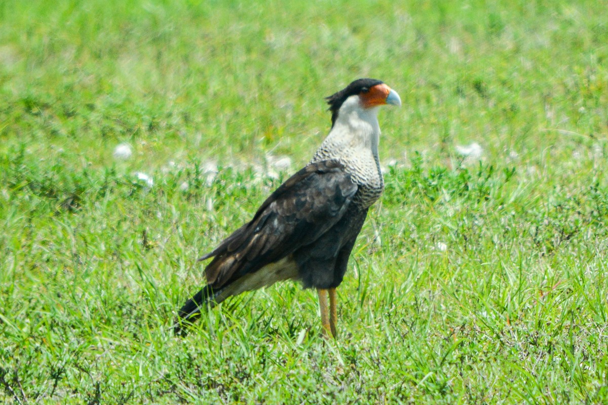 Caracara huppé - ML477096581