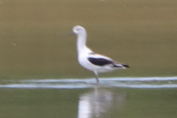 Avoceta Americana - ML477096971