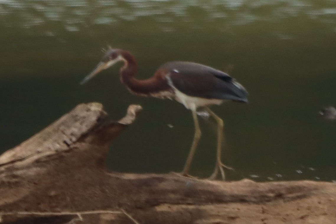 Tricolored Heron - ML477097141