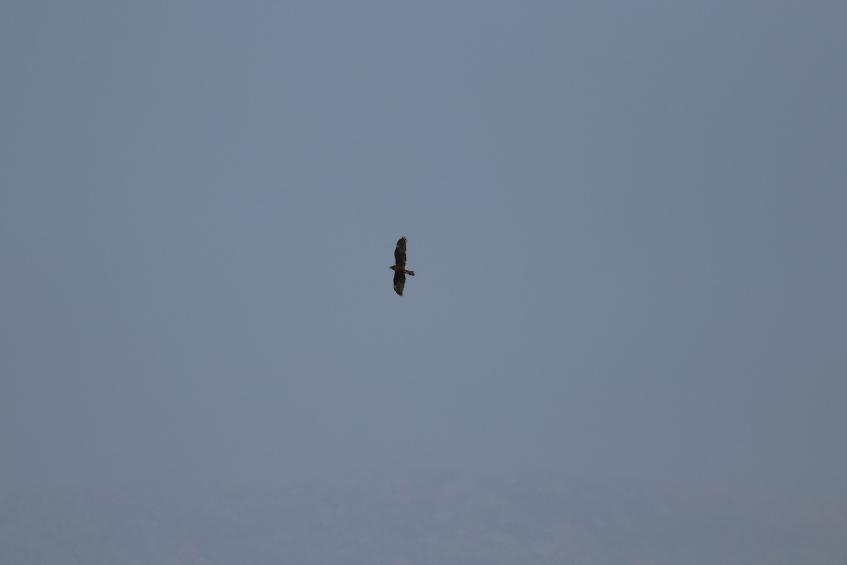 Western Marsh Harrier - Ian Ren