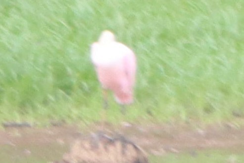 Roseate Spoonbill - ML477097511