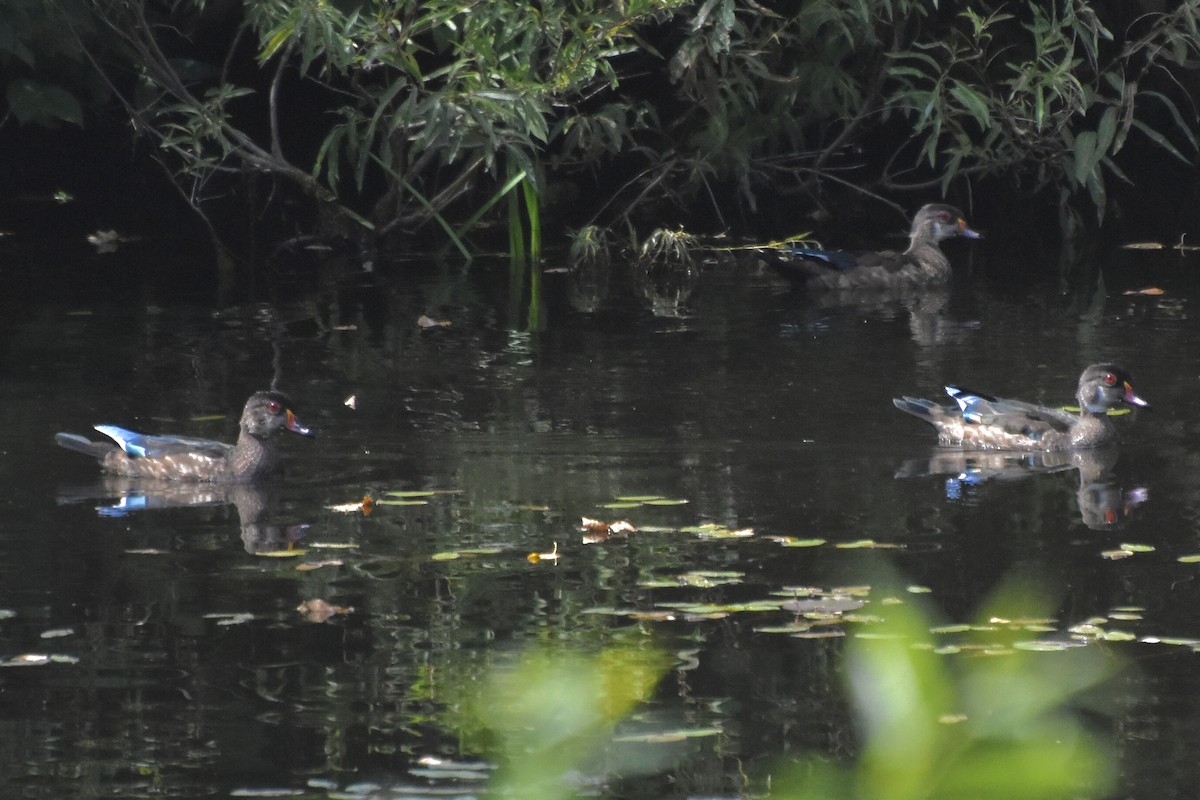 Wood Duck - ML477098991