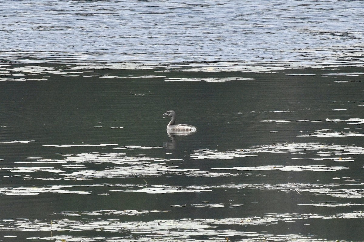 Pied-billed Grebe - ML477099011