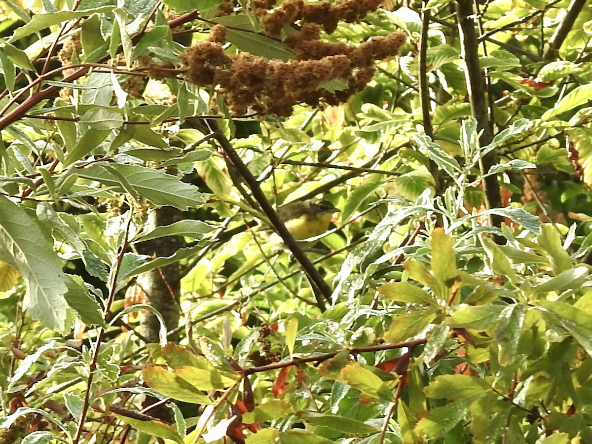 Yellow-breasted Chat - ML477099381