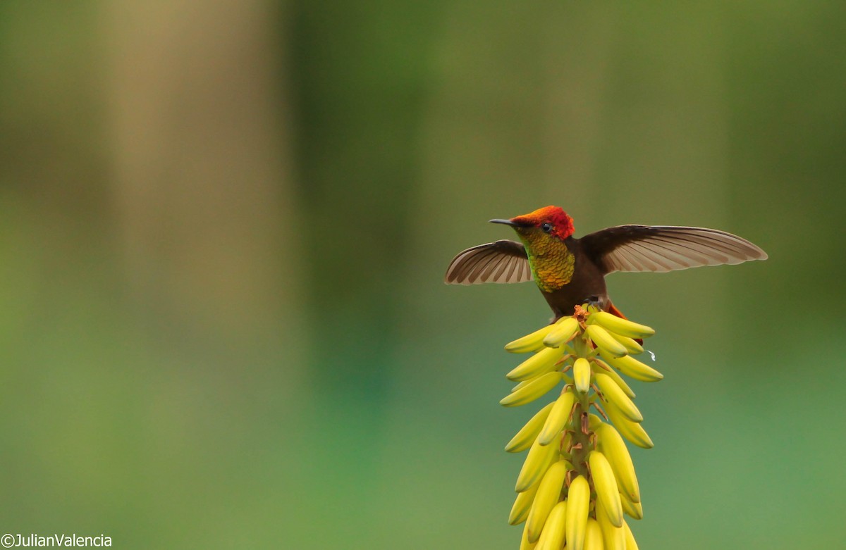 kolibřík červenohlavý - ML477101231