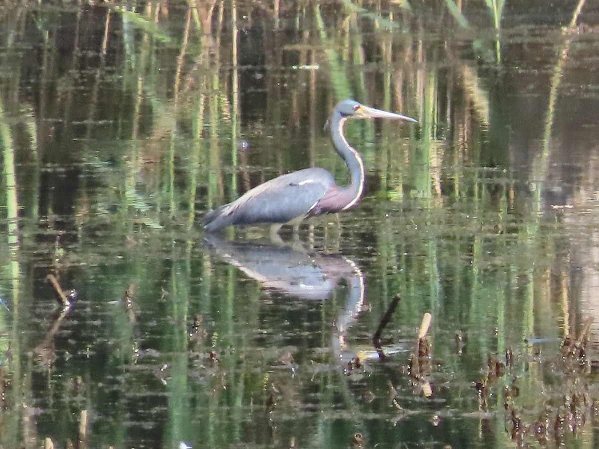 Tricolored Heron - Christopher Hollister