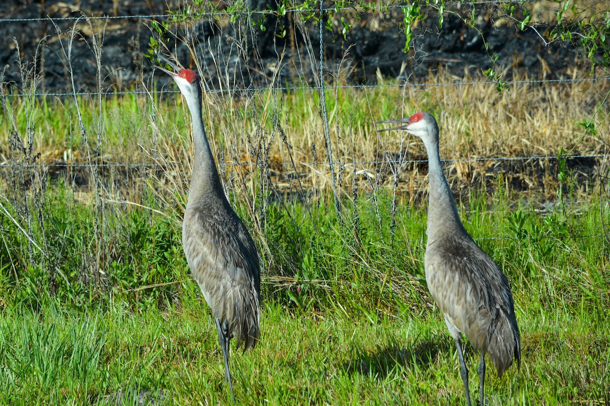 Sandhill Crane - Tanya Smythe