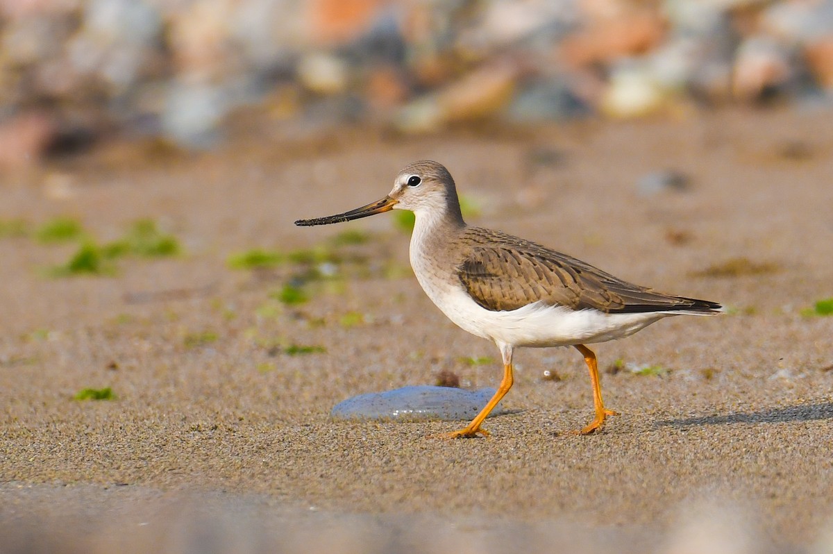 Terek Sandpiper - ML477102721