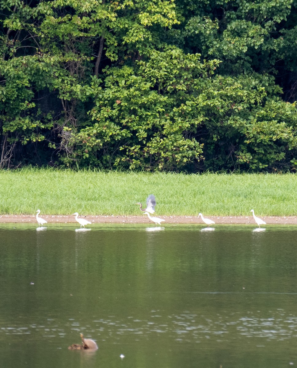 Tricolored Heron - ML477102811