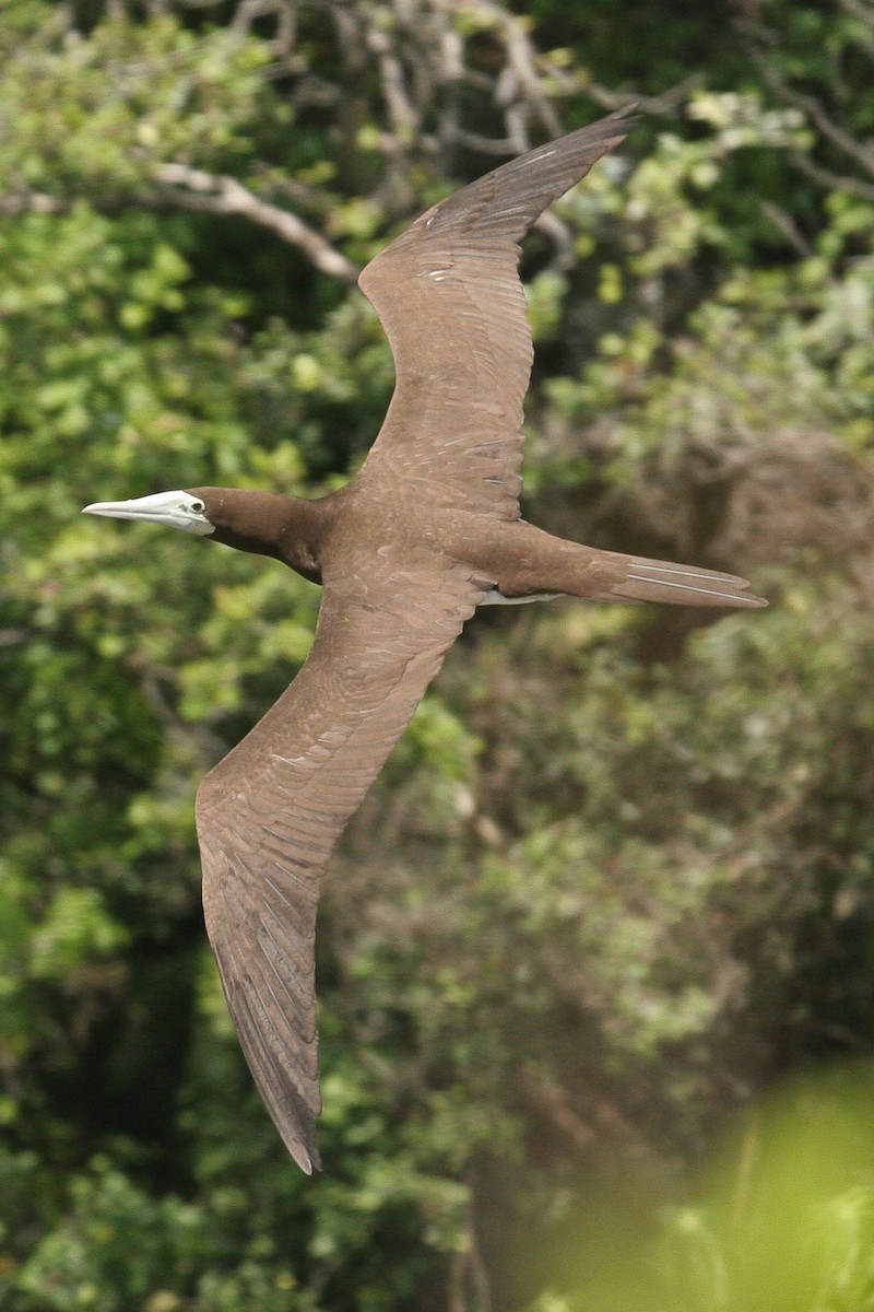 Brown Booby - ML47710331