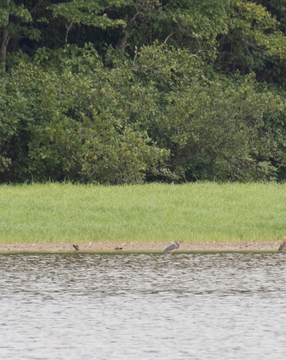 Tricolored Heron - ML477103391